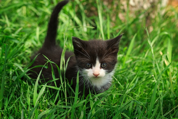 Lindo gatinho preto na grama