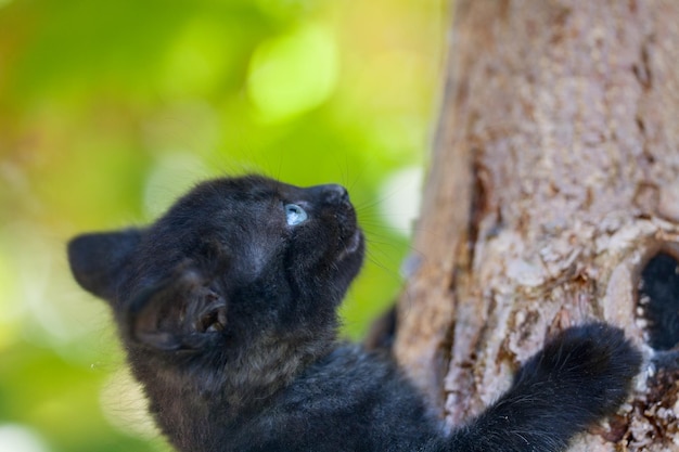 Lindo gatinho preto subindo na árvore