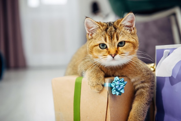 Lindo gatinho ruivo da raça British Chinchilla posando com caixa de presente no interior aconchegante da casa. Animais de estimação e presentes de Natal.