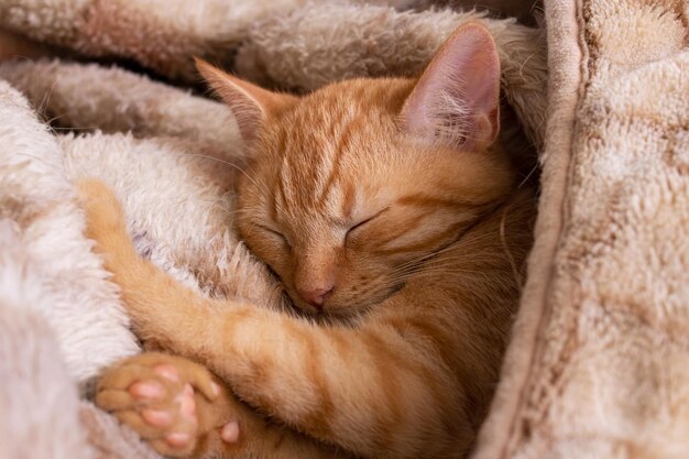 Lindo gatinho ruivo dormindo em um cobertor
