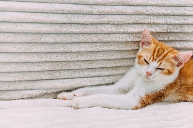 Lindo gatinho ruivo está descansando na cama. Retrato de close-up