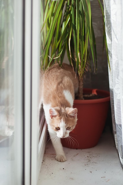 Lindo gatinho ruivo, gato com olhos amarelos senta-se no sofá em dia ensolarado em casa. Jogando