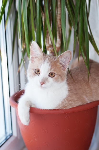 Lindo gatinho ruivo, gato com olhos amarelos senta-se no sofá em dia ensolarado em casa. Jogando