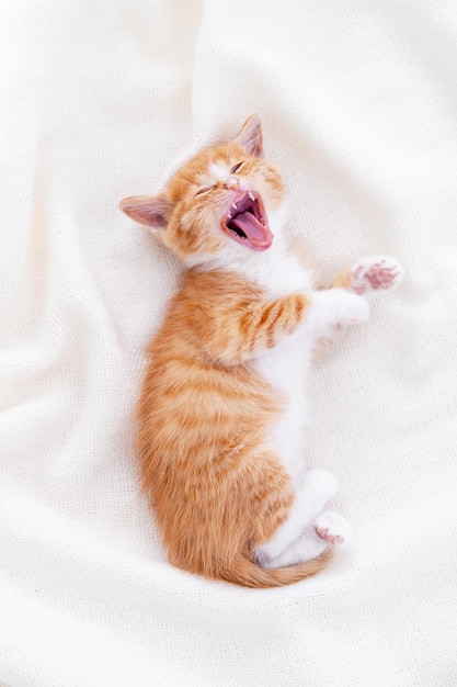 Lindo gatinho ruivo listrado boceja dormindo deitado cobertor branco na cama conceito de adoráveis gatinhos