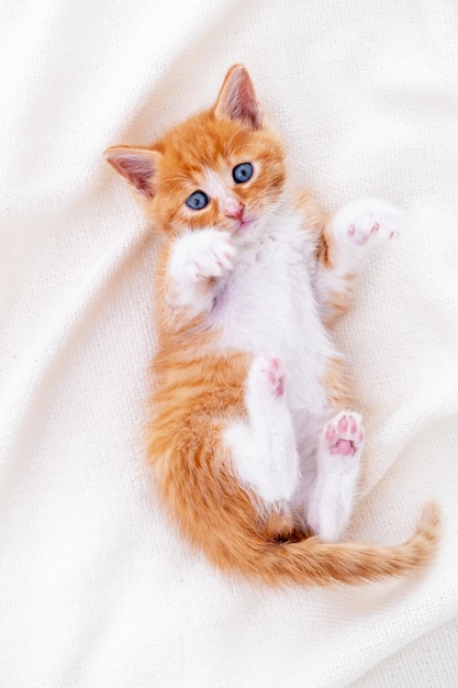 Foto lindo gatinho ruivo listrado dormindo cobertor branco deitado na cama conceito de gatinhos adoráveis relaxe animais domésticos olhando para a câmera