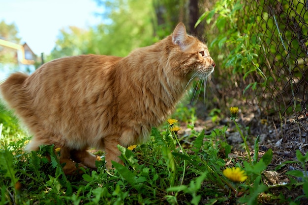 Lindo gatinho ruivo puro-sangue Raça Kurilian Bobtail Raça hipoalergênica de gatos