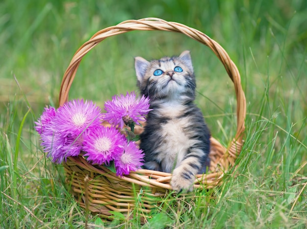 Lindo gatinho sentado no jardim em uma cesta com flores cor de rosa