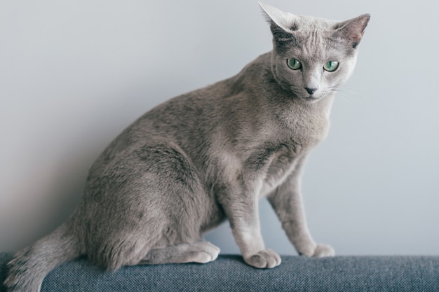 Lindo gatinho sentado no sofá