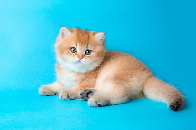 Lindo gatinho vermelho em um gatinho fofo de fundo azul olha para a câmera na vista frontal de fundo azul