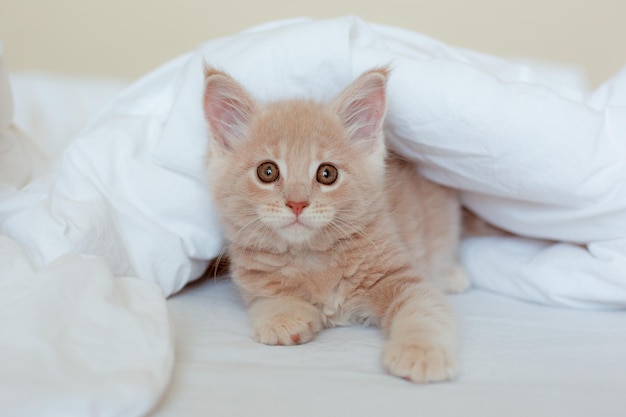 Lindo gatinho vermelho embrulhado em um cobertor branco gatinho maine coon