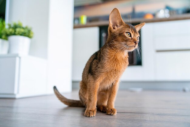 Lindo gatito abisinio rubicundo de pura raza en la cocina y la sala de estar.