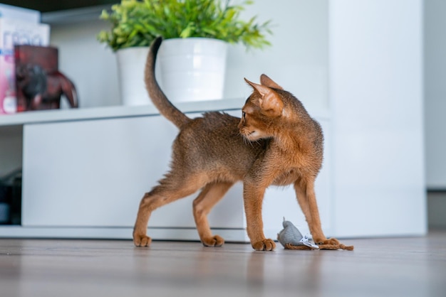 Lindo gatito abisinio rubicundo de pura raza en la cocina y la sala de estar.