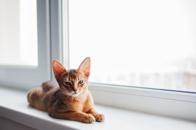 Lindo gatito abisinio sentado en el alféizar de la ventana.