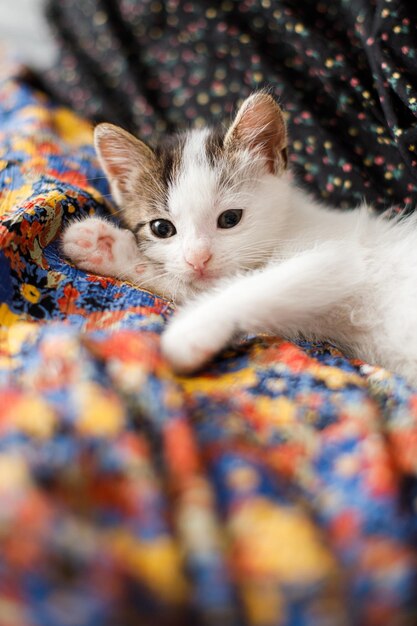 Lindo gatito acostado en un colorido vestido floral en la cama Adorable gatito juguetón relajante en el dormitorio