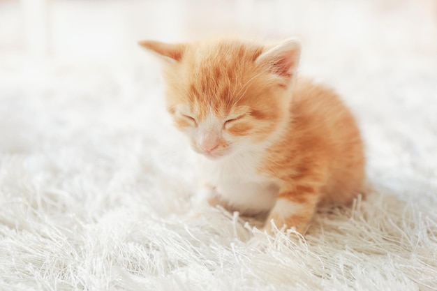 Lindo gatito en una alfombra peluda en casa
