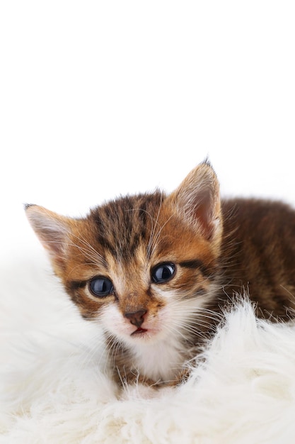 Lindo gatito en alfombra de piel