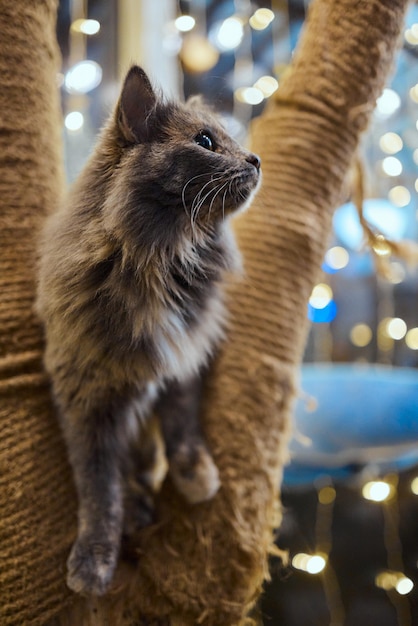 Lindo gatito atigrado apoyado con satisfacción contra un poste de cuerda nuevo rascarse mirando a la cámara con una expresión curiosa.