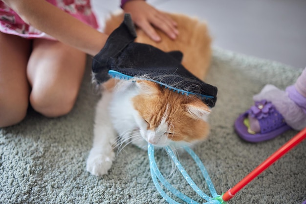 Lindo gatito atigrado gato europeo de pelo corto en manos