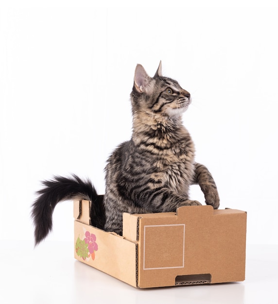 Lindo gatito atigrado gris en una caja de cartón sobre fondo blanco.