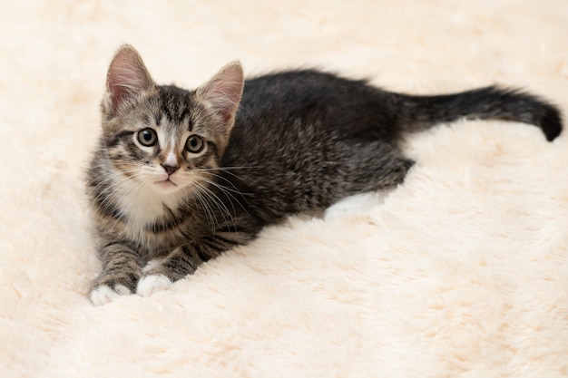 Lindo gatito atigrado gris se encuentra en una manta de piel crema mullida