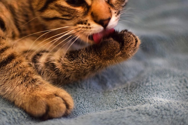 Un lindo gatito atigrado lame su pata Gatito de raza Kurilian Bobtail yace en la cama en casa Amor a los animales