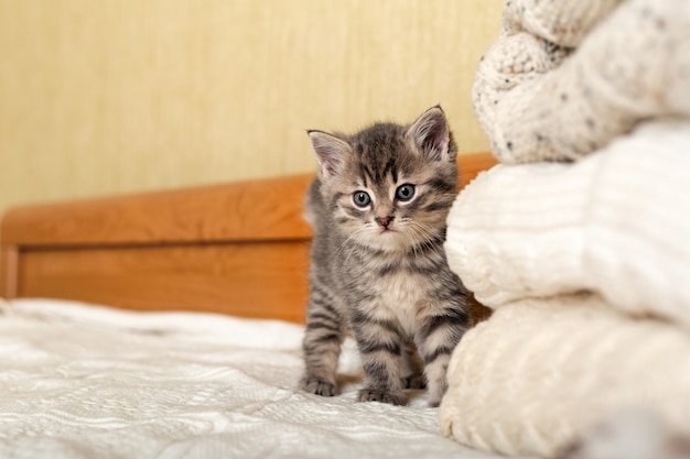 Lindo gatito atigrado de pie cerca de Bunch tejidos cálidos suéteres doblados en pila. Gatito recién nacido, gato bebé