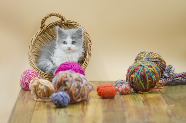 Lindo gatito bebé gatito jugando con una bola de hilos de lana
