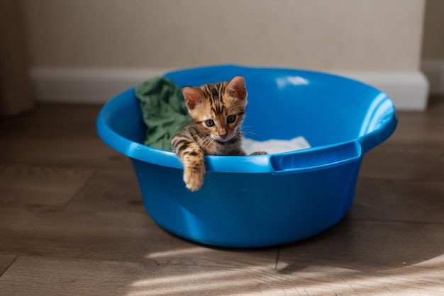 El lindo gatito Bengala duerme con una palangana azul con ropa para lavar Mascotas