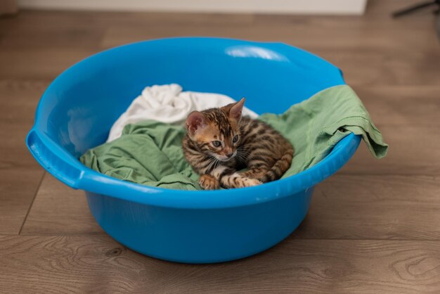 Foto el lindo gatito bengala duerme con una palangana azul con ropa para lavar mascotas