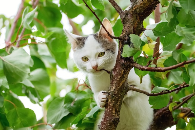 Un lindo gatito blanco en un árbol entre las hojas verdes mordisquea una rama en verano