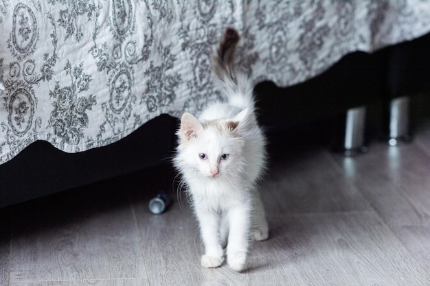 Lindo gatito blanco camina por la casa