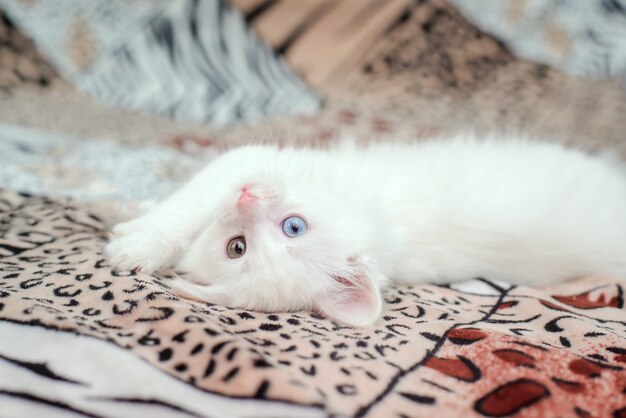 Un lindo gatito blanco y esponjoso con ojos multicolores.