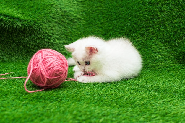 Un lindo gatito blanco está jugando con una bola de hilo rosa.