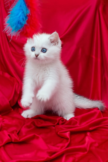 Lindo gatito blanco juguetón con ojos azules de dos meses de edad