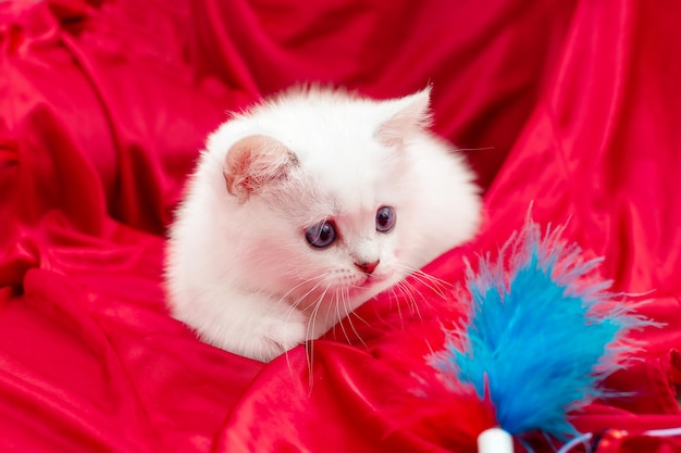 Lindo gatito blanco juguetón con ojos azules de dos meses de edad