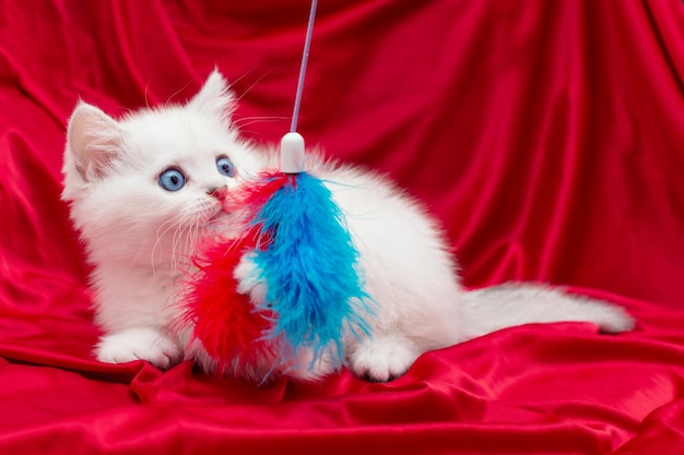 Lindo gatito blanco juguetón con ojos azules de dos meses El gato chinchilla británico es plateado