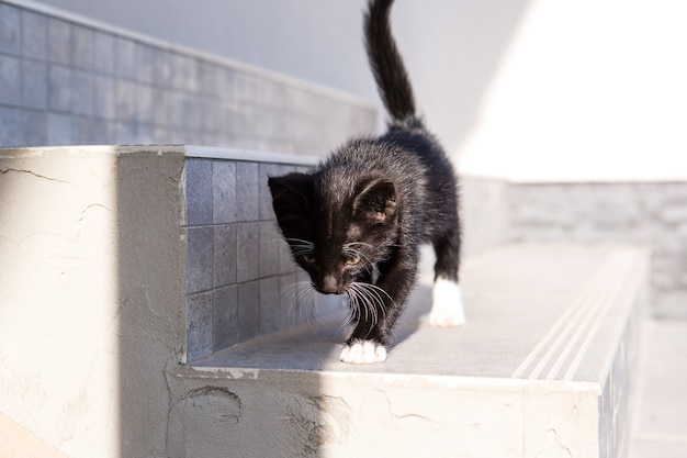 Lindo gatito blanco y negro camina por las escaleras de la calle.