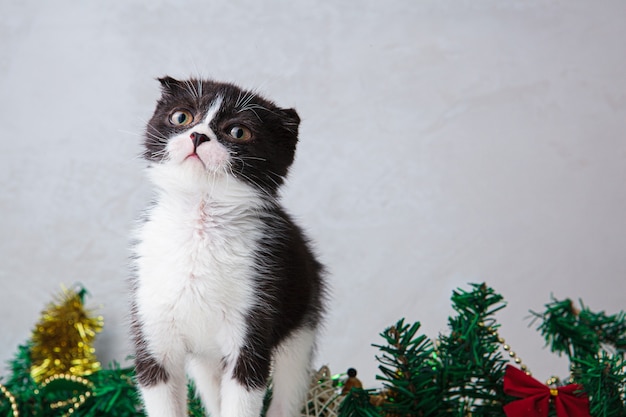Foto lindo gatito blanco y negro con una guirnalda de navidad.