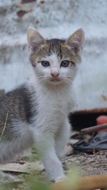 un lindo gatito blanco y negro en el patio trasero