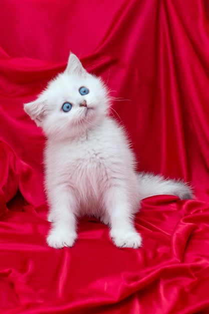 Lindo gatito blanco con ojos azules de dos meses