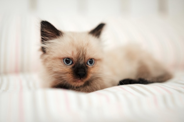 Lindo gatito blanco con orejas negras se acurruca en una cama blanca mientras intenta dormir mientras mira a otro lado. Mascota gato aislado