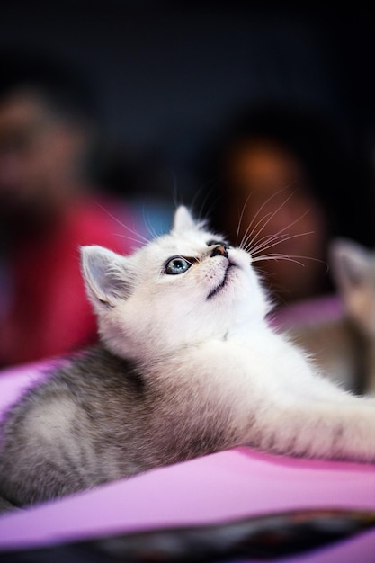 Lindo gatito blanco