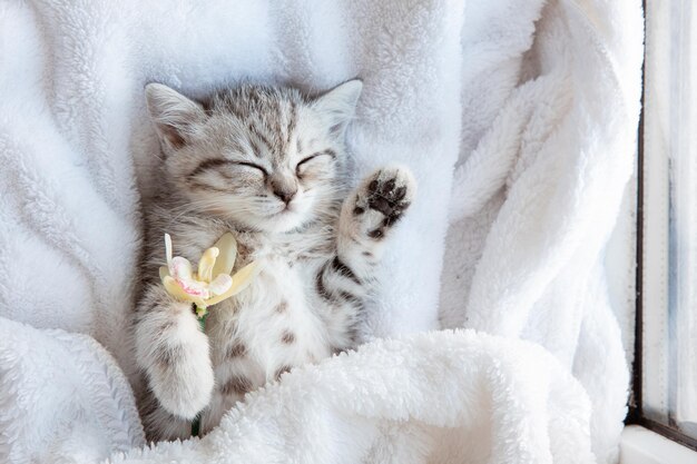 Lindo gatito británico gris azulado durmiendo envuelto en una manta blanca a cuadros Concepto de mascotas adorables