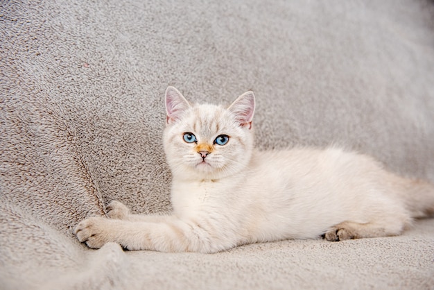 Un lindo gatito británico gris claro con ojos azules está sentado en un sofá gris