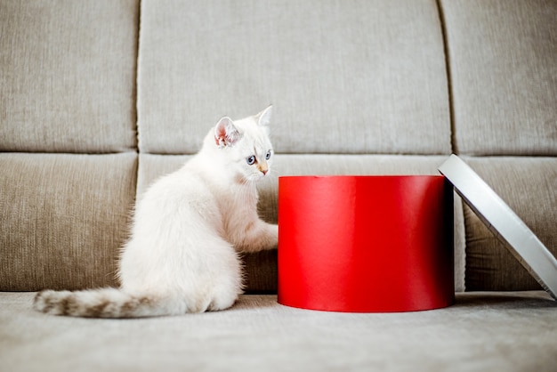 Un lindo gatito británico gris claro con ojos azules se sienta en un sofá gris junto a una caja de regalo roja