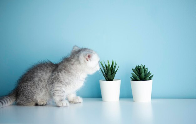 Lindo gatito británico gris curioso olfatea una planta en maceta suculenta concepto lindo gatito sano