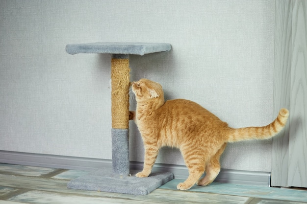 Lindo gatito británico jugando con un rascador de gatos