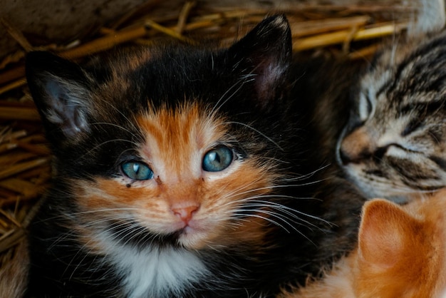 Lindo gatito calico con ojos azules mirando a la cámara camada de tres gatitos en la paja en una granja