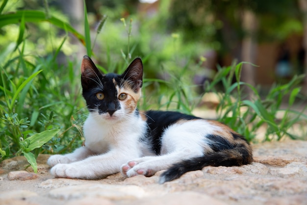 Un lindo gatito en un camino de hierba