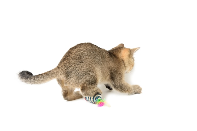 Lindo gatito chinchilla dorada escocesa de raza recta, gato jugando en la superficie blanca, cerrar